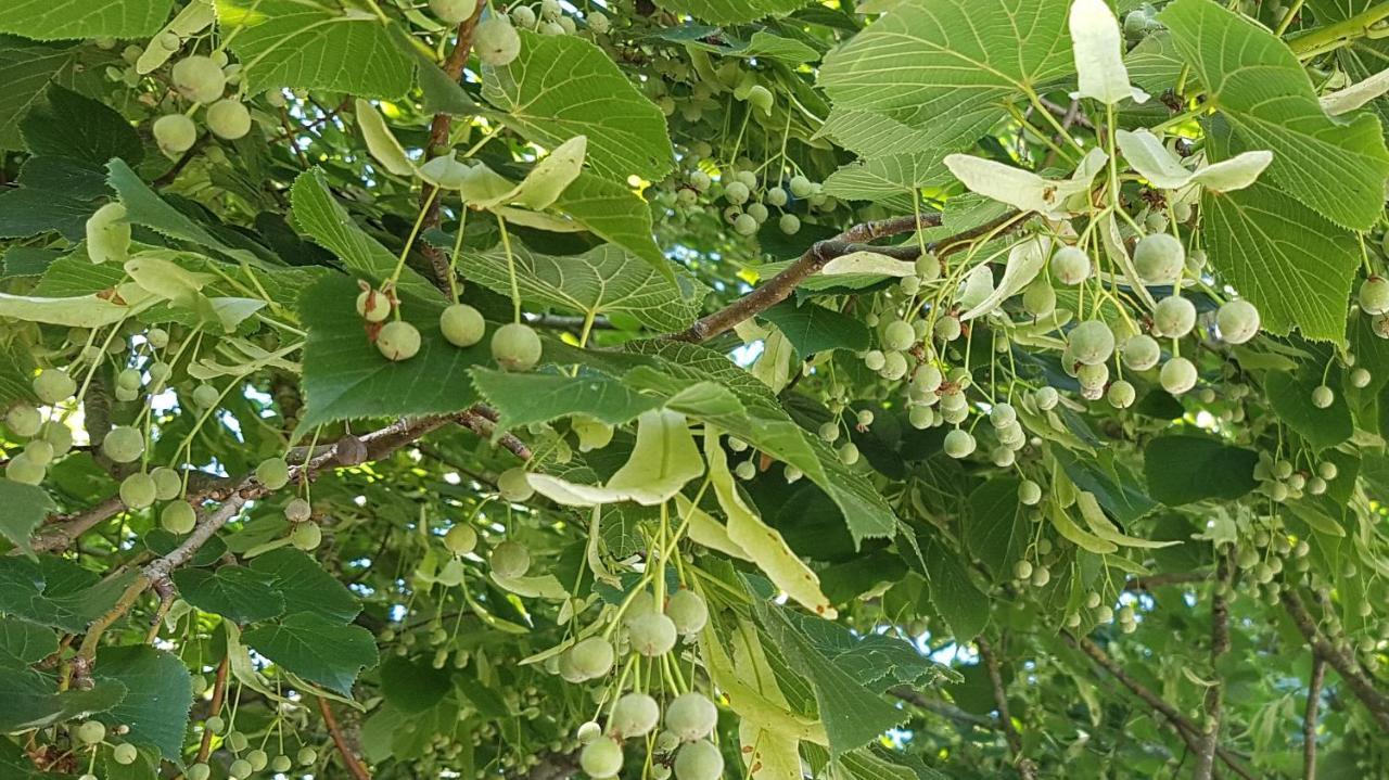Les 7 Tilleuls - Gite Mesland ภายนอก รูปภาพ